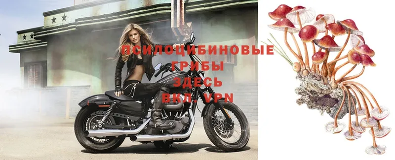 shop формула  Новоалександровск  Галлюциногенные грибы ЛСД 